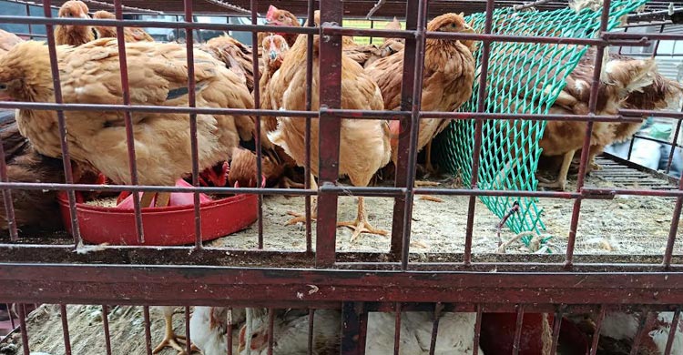 শীতের সবজির দাম কমেছে, নাগালের মধ্যে পেঁয়াজ