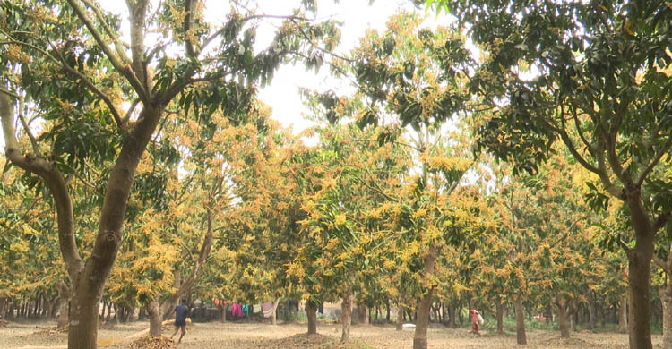 সাতক্ষীরায় আমের বাম্পার ফলনের স্বপ্ন ৫০ হাজার চাষির