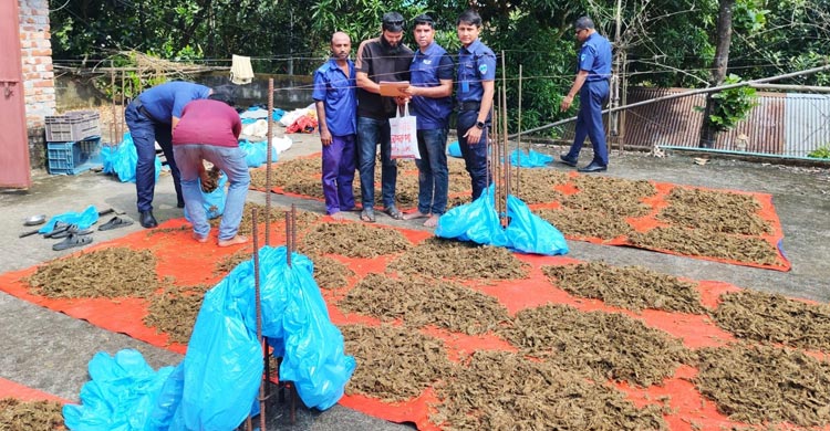 ইউপি সদস্যের বাড়ি থেকে ১০০ কেজি গাঁজা উদ্ধার