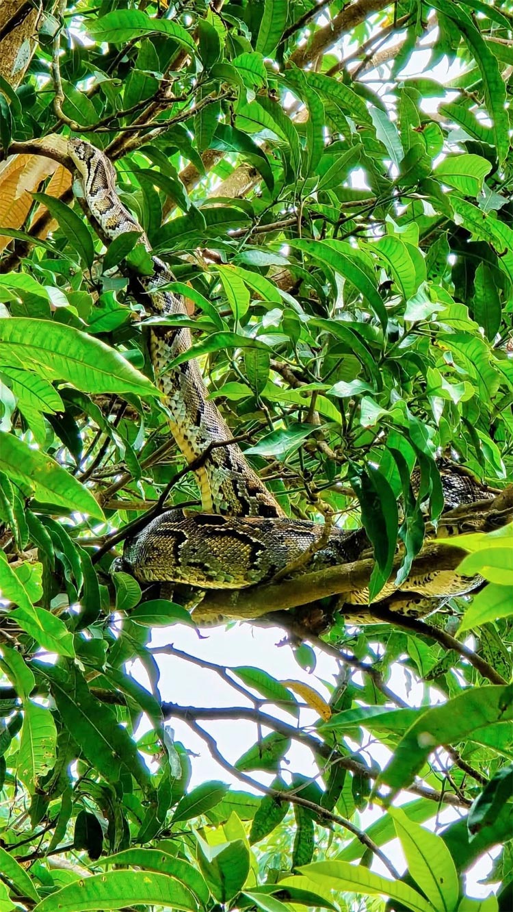 বাড়ির আমগাছে মিললো ১০ ফুটের বার্মিজ অজগর
