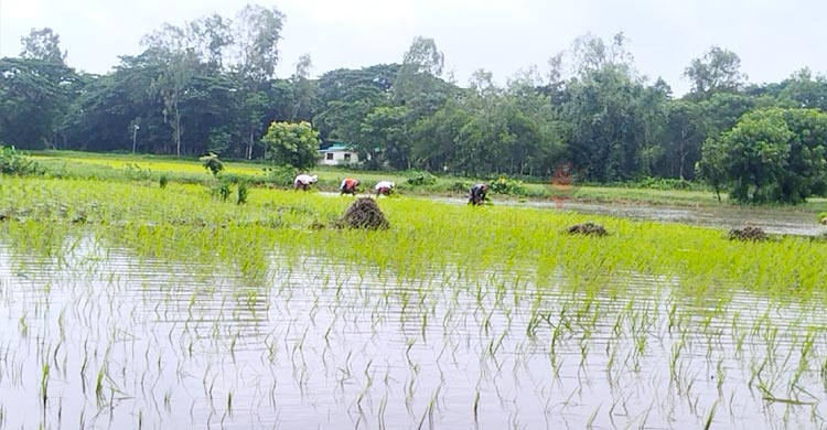জুলাই আহতের মামলায় গ্রেফতার দেখানো হলো জুলাই আন্দোলনকারীকে