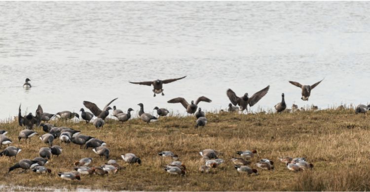 বিলুপ্ত হয়ে যাচ্ছে প্রকৃতির অলংকার