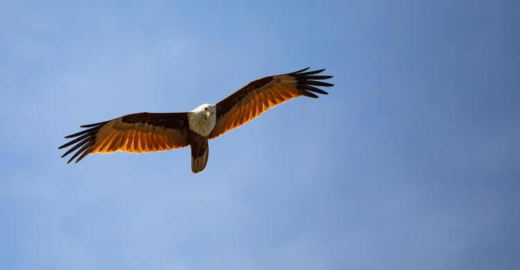 বিলুপ্ত হয়ে যাচ্ছে প্রকৃতির অলংকার