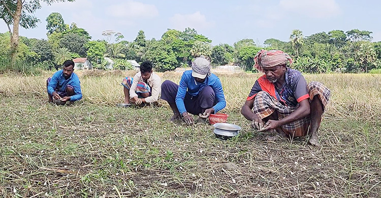 শরীয়তপুরে জনপ্রিয় হচ্ছে বিনা চাষ পদ্ধতির রসুন আবাদ