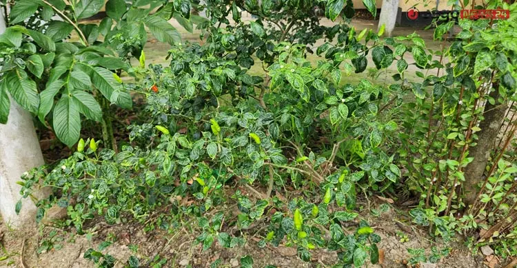 গবেষণায় রাজশাহীর ফলচাষে নীরব বিপ্লব