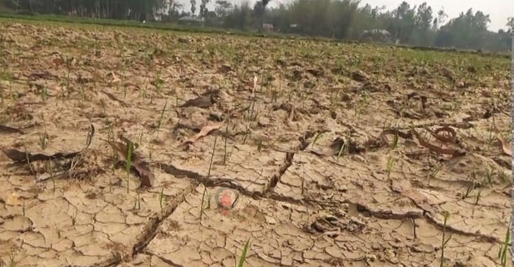 কৃষকের আর্তনাদ, ইউএনও স্যারের খালি পা দুটা ধরিনি, তবুও জমিতে সেচ জোটেনি