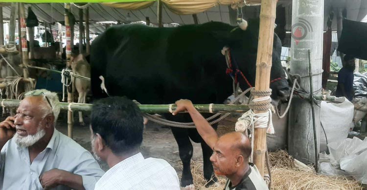 ক্রেতা মেলেনি, নওগাঁ ফিরে যাচ্ছে ‘কালাপাহাড়’