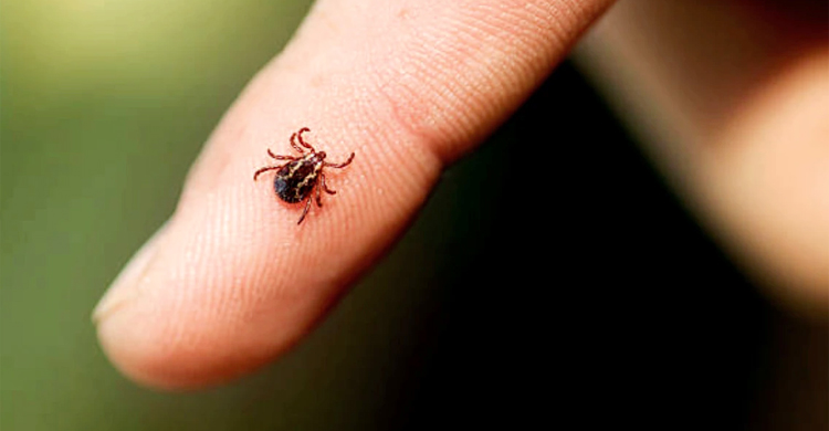 মৌমাছির কামড়ে মৃত্যু নয়, নতুন জীবন পান এলি