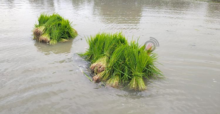 জুলাই আহতের মামলায় গ্রেফতার দেখানো হলো জুলাই আন্দোলনকারীকে