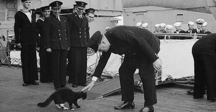 ইউরোপে বিড়ালের অন্ধকার অধ্যায়, সমুদ্রে সৌভাগ্যের সঙ্গী