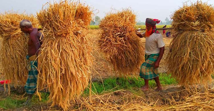 নবান্ন: স্মৃতিতে বাঁচে বাঙালির সোনালি উৎসব