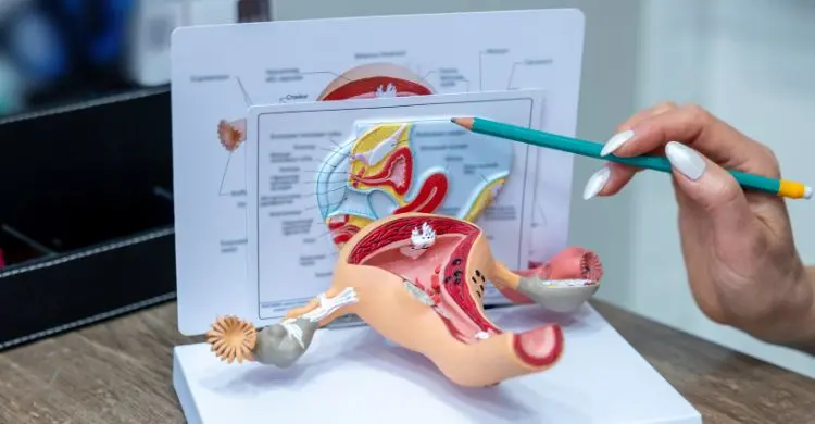 গবেষণায় নারীর শরীর নিয়ে যেসব নতুন তথ্য জানা গেল