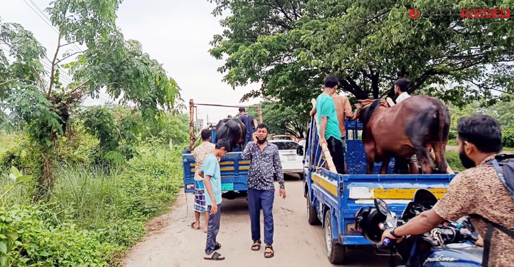 ঢাকায় গরু আনতে বাড়তি গুনতে হচ্ছে ৬-৮ হাজার টাকা
