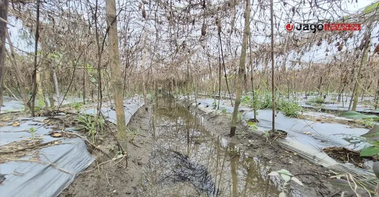 মাঠে কৃষকের হাহাকার, বাজারে ভোক্তার নাভিশ্বাস