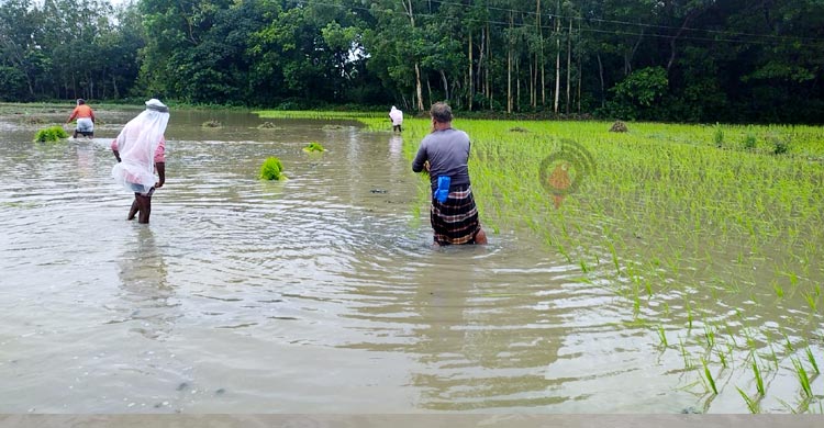 জুলাই আহতের মামলায় গ্রেফতার দেখানো হলো জুলাই আন্দোলনকারীকে