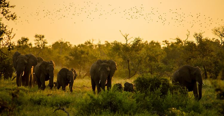 বিলুপ্ত হয়ে যাচ্ছে প্রকৃতির অলংকার
