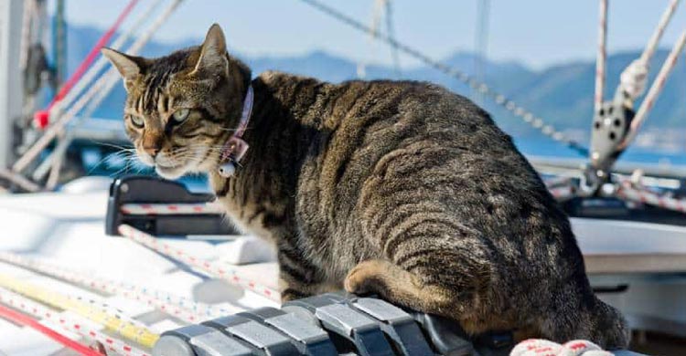 ইউরোপে বিড়ালের অন্ধকার অধ্যায়, সমুদ্রে সৌভাগ্যের সঙ্গী