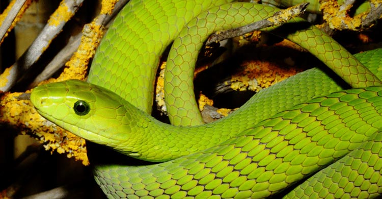 বিশ্বের সবচেয়ে আকর্ষণীয় ৭ সবুজ সাপ