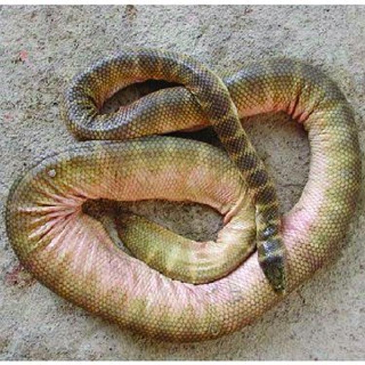 বিশ্বের সবচেয়ে বিষধর ৬ সাপ চিনে রাখুন