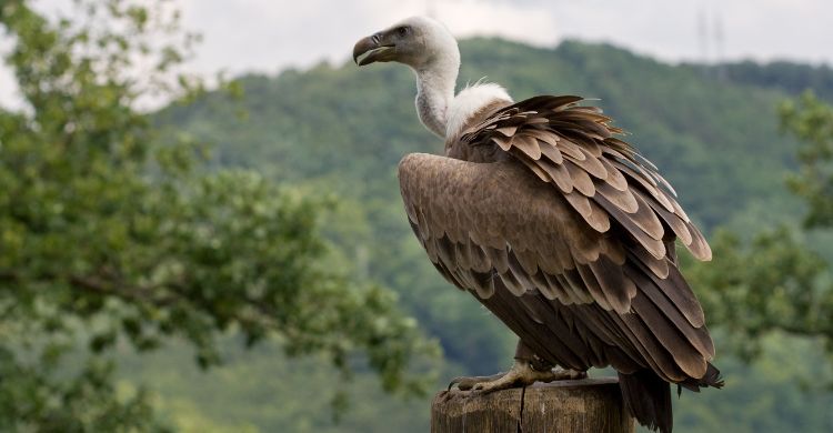 বিলুপ্ত হয়ে যাচ্ছে প্রকৃতির অলংকার