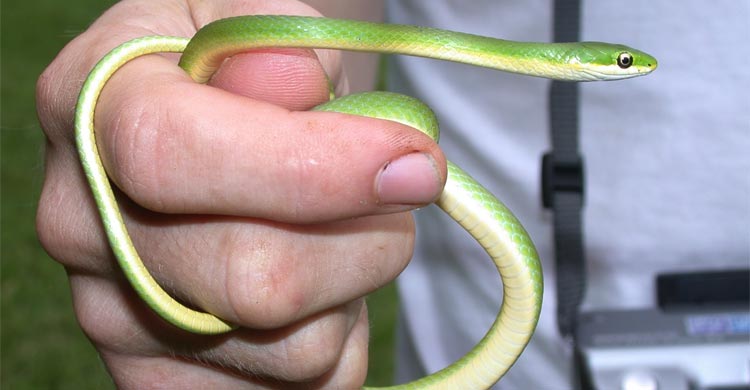 বিশ্বের সবচেয়ে আকর্ষণীয় ৭ সবুজ সাপ