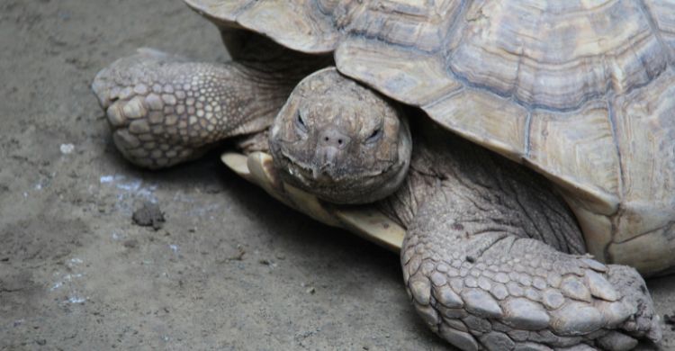 বিলুপ্ত হয়ে যাচ্ছে প্রকৃতির অলংকার
