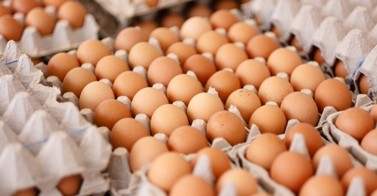 ডিমের যত রেকর্ড