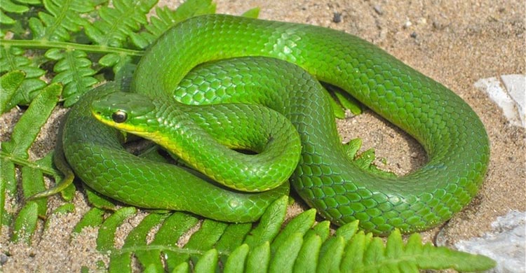 বিশ্বের সবচেয়ে আকর্ষণীয় ৭ সবুজ সাপ