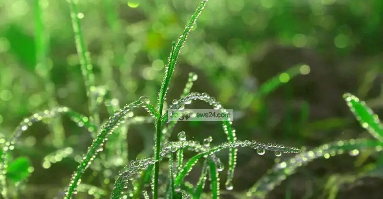 গ্রামের নান্দনিক শীতকাল