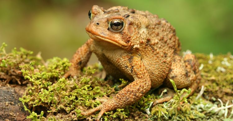 বিলুপ্ত হয়ে যাচ্ছে প্রকৃতির অলংকার