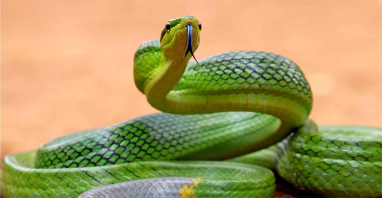 বিশ্বের সবচেয়ে আকর্ষণীয় ৭ সবুজ সাপ
