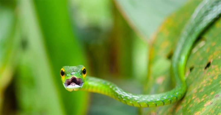বিশ্বের সবচেয়ে আকর্ষণীয় ৭ সবুজ সাপ