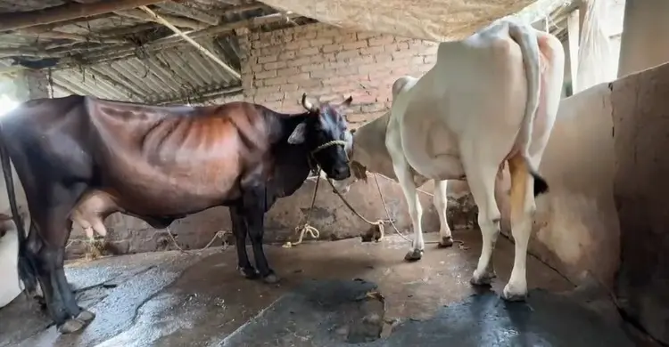 ভারতে সরকারিভাবে গোমূত্র সংগ্রহ শুরু, প্রতি লিটারে মিলবে ২০ রুপি