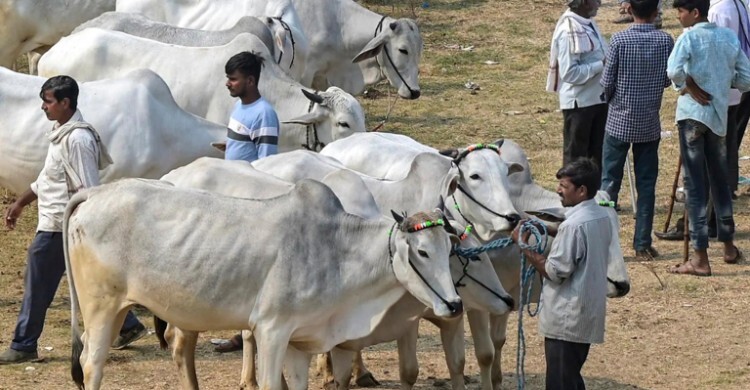 ঈদে গরু কোরবানি না করার সিদ্ধান্ত আসামের মুসলিমদের
