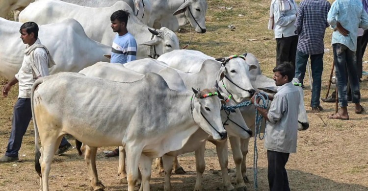 ভারতে মুসলিমরা কেন গরুকে ‘জাতীয় পশু’ ঘোষণা চান?