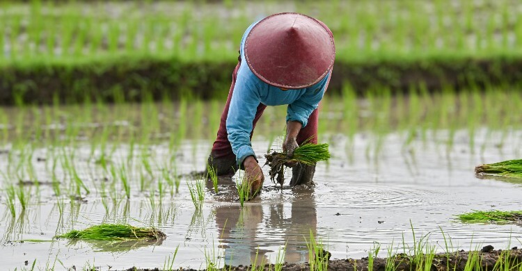 ইরান যুদ্ধে বিশ্বজুড়ে যেভাবে খাদ্য সংকট দেখা দিতে পারে