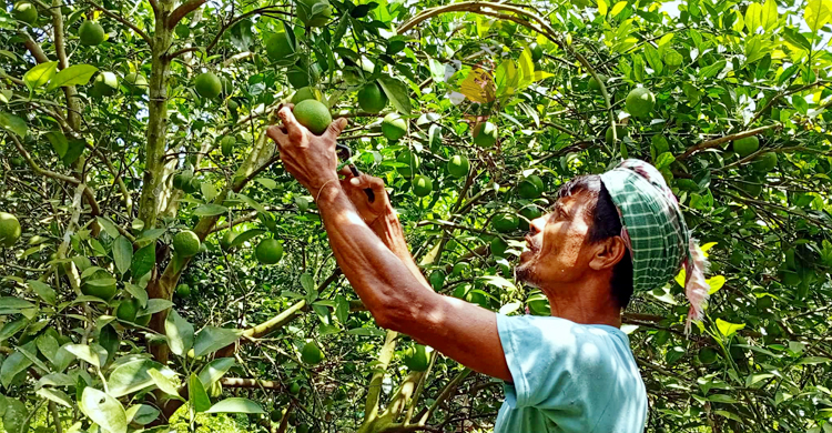 পাবনায় মাল্টা চাষে বাজিমাত, বছরে আয় ১৫ লাখ