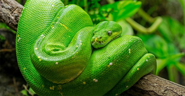 বিশ্বের সবচেয়ে আকর্ষণীয় ৭ সবুজ সাপ
