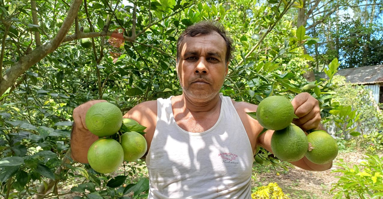পাবনায় মাল্টা চাষে বাজিমাত, বছরে আয় ১৫ লাখ