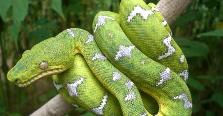 বিশ্বের সবচেয়ে আকর্ষণীয় ৭ সবুজ সাপ