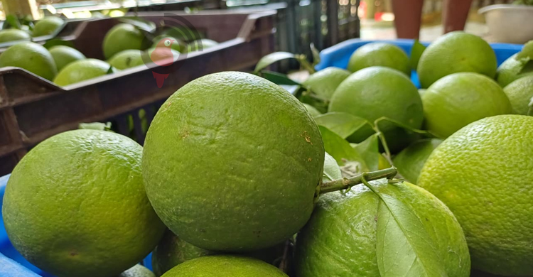 পাবনায় মাল্টা চাষে বাজিমাত, বছরে আয় ১৫ লাখ