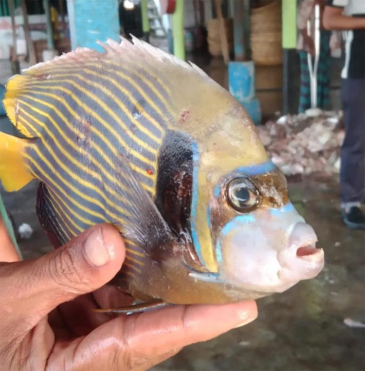 জেলের জালে ধরা পড়লো বিরল প্রজাতির ‘অ্যাঞ্জেল ফিশ’