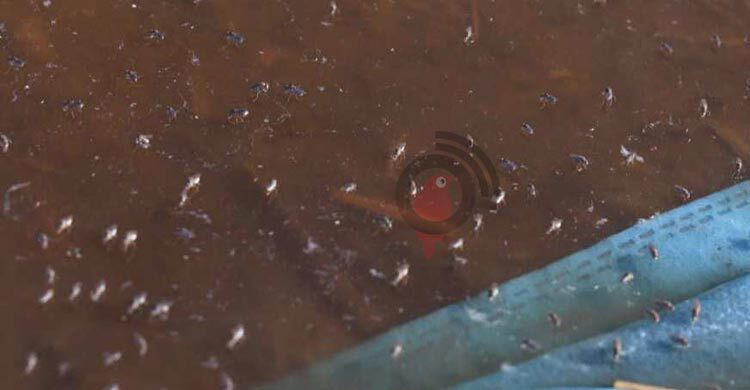 মশায় ঘায়েল মানুষ, প্রতিরোধ ‘নড়বড়ে’