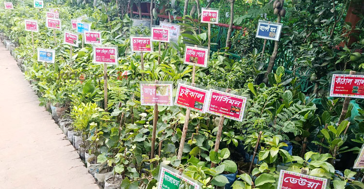 বৃক্ষমেলায় গাছের সঙ্গে সমানতালে বিক্রি হচ্ছে সার-মাটি