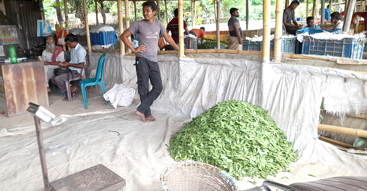বাজারে উঠছে শিম, কেজি ২০০ টাকা