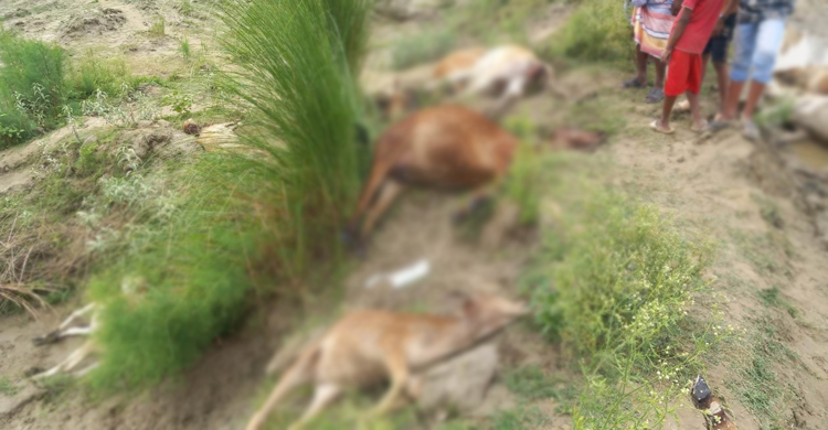 ঈশ্বরদীতে বজ্রপাতে ১৪ গরুসহ রাখালের মৃত্যু