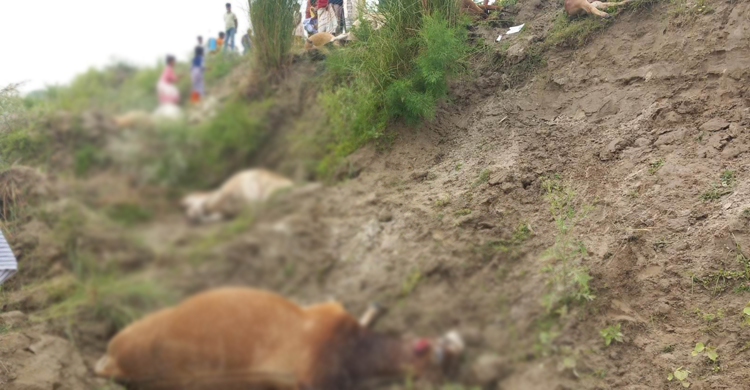 ঈশ্বরদীতে বজ্রপাতে ১৪ গরুসহ রাখালের মৃত্যু