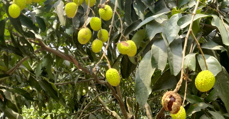 তীব্র তাপপ্রবাহে ফেটে নষ্ট হচ্ছে দেশি লিচু