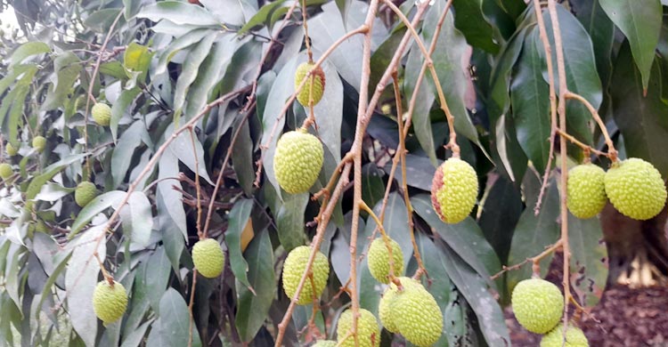 তীব্র তাপপ্রবাহে ফেটে নষ্ট হচ্ছে দেশি লিচু