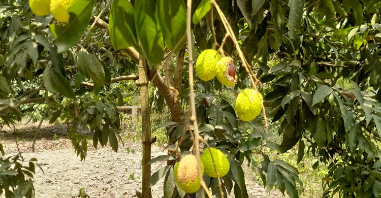 তীব্র তাপপ্রবাহে ফেটে নষ্ট হচ্ছে দেশি লিচু